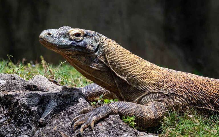 Komodo akan Jadi Penghuni Baru Taman Margasatwa Ragunan